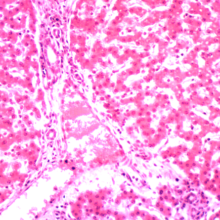 Omano 5 Prepared Slides, Blood & Guts Set