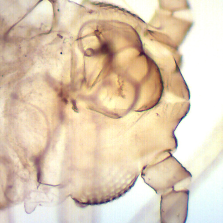 Omano 15 Prepared Slides, Animal