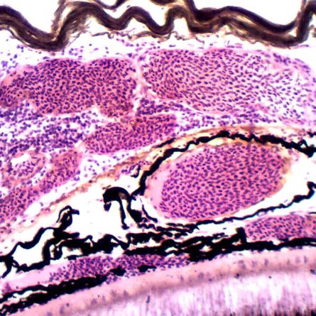 Omano 5 Prepared Slides, Beastly Bits Set - Cut Small Intestines