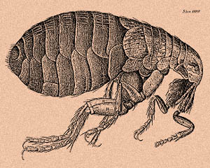 Hooke Flea Drawing