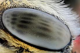 Bee Eye Closeup