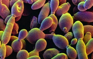 Image result for yeast microscope