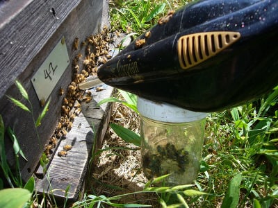 Taking Bee Samples