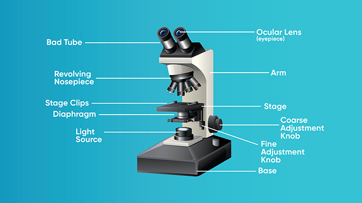 Playful afsnit frill Student's Guide: How to Use a Light Microscope